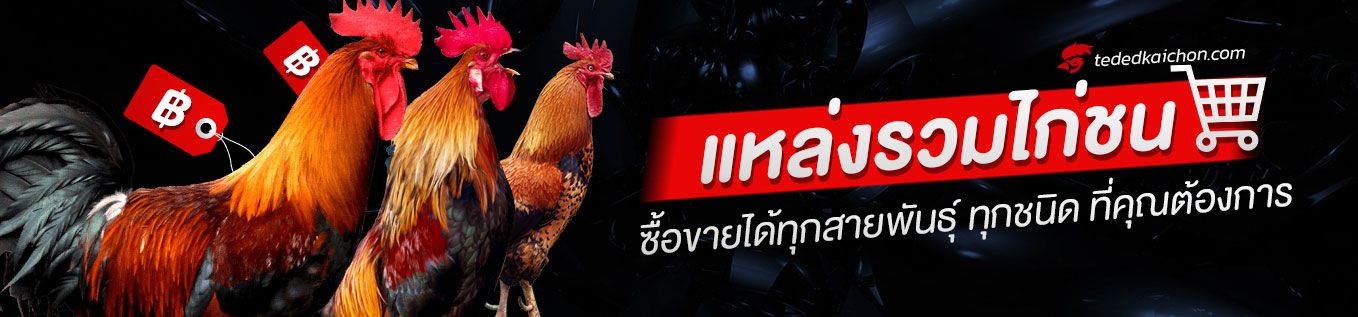 ซื้อขายไก่ชน