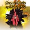 วิธีการดูลักษณะ ไก่ชนที่ดี ชนเก่ง ชนชนะ คนแทงไก่ต้องดูให้เป็น