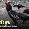 ไก่ชนเงินล้าน “ป่าก๋อยลำพูน” อีกสัตว์เศรษฐกิจเพื่อชาวบ้าน