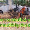เทคนิคการผสมพันธุ์ไก่ชน ให้ได้ไก่ประดู่หางดำที่มีความแข็งแรง
