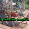 เทคนิคฟื้นฟูกำลังไก่ชนให้อึด ด้วยการปั่นจักรยาน