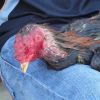 ไก่โดนตีหน้าคอ มีอาการคอหด บวมใหญ่เหมือนไส้กอก จะรักษาอย่างไร?