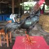ประวัติความเป็นมาของไก่เหล่าป่าก๋อย