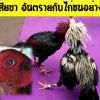‼ตีหูเสียขา อันตรายกับไก่ชนอย่างไร?‼