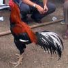 สายพันธุ์ไก่ชน ประดู่เลาหางขาว
