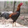 สายพันธุ์ไก่ชน ทองแดงหางดำ