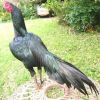 เรื่องไก่ชน!! ความรู้ไก่ชนประดูแสมดำ ไก่ชนเขียว ไก่ชนหางขาว