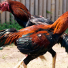 วิธีดู สกุลไก่พม่า