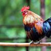 การเลี้ยงไก่ชน ให้แข็งแรง