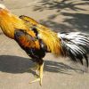 ไก่ชน มรดกทางวัฒนธรรมของคนไทย