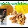 เทคนิควิธีการลงขมิ้นไก่พม่า