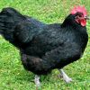 เป็นไก่ที่ถูกพัฒนาขึ้นจากไก่พันธุ์ Black Orpington กับ Rhode Island Red ในออสเตรเลีย