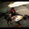 ทำไงดีเมื่อไก่ชนไม่ชอบวิ่งสุ่ม นำความรู้มาฝากเซียนไก่ ดังนี้