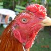 ปากไก่ที่สวยงาม
