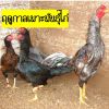 ฤดูกาลเพาะไก่