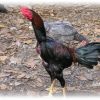 สายพันธุ์ไก่ชน เขียวหางดำ