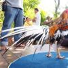 การเสริมเแคลเซียมให้ไก่ชน