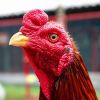 ศึกไก่ชนคู่หยุดโลก เดิมพัน 22 ล้าน