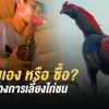 เลี้ยงไก่ชนเพาะเอง เล่นเอง ดีหรือไม่?