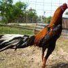 ขั้นตอนการฝึกไก่ชนหนุ่ม
