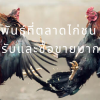 3 สายพันธุ์ที่ตลาดไก่ชน ให้การยอมรับและซื้อขายมากที่สุด
