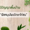 ภูมิปัญญาพื้นบ้านพืชสมุนไพรรักษาไก่ชน