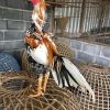 ทำไมต้องซื้อไก่เหล่า