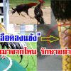 อาการเลือดลงแข้งของ ไก่ชน ที่ต้องระวัง