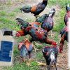 ทำความรู้จัก “โรคบิด (Coccidiosis) ในไก่ชน