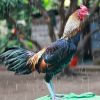ดูแลไก่หน้าฝน