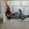 การหาพ่อพันธุ์-แม่พันธุ์ไก่