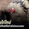 เทคนิคการไล่แข็งไก่พม่า