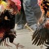 เซียนไก่ การดูแลไก่ชนหลังจากชนเสร็จ