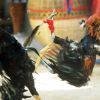 เทคนิคเซียนไก่ การรองขนไก่เมื่อพันเดือยก่อนลงสังเวียนเดิมพัน