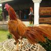 ไก่นกกด เป็นไก่สวยงามอีกพันธุ์หนึ่ง