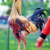 การเริ่มต้นเลี้ยงไก่ชน สำหรับมือใหม่ อย่างละเอียด