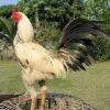 เลี้ยงไก่ชนดีอย่างไร