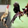 ต่างชาติยังต้องตะลึง! ไก่ชนไทยราคาสูงเป็นหลักล้านบาท