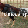 ไก่ชนเงินล้าน “ ป่าก๋อยลำพูน ”