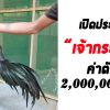 เปิดประวัติไก่ชนเงินล้าน “เจ้ากระทิง” ไก่เก่ง ซุ้ม ส.เทพมงคล