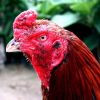 ภาษาของไก่ชน ที่ใช้พูดกันในท้องถิ่น 