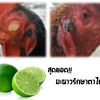 วิธีรักษาตาไก่ชนด้วยน้ำมะนาว