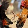 กติกาการชนไก่ในสนามไก่ชน
