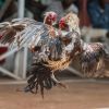 เรียนรู้ไก่ชน ประวัติ สาระเกี่ยวกับไก่ชนในเมืองไทย