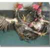 เชิงไก่ชน