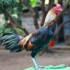 ไก่ชนพม่าแข้งหน้าจัด ไก่ชนตามตำราลีลาไก่พม่าเก่งดูยังไง
