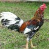 การเลี้ยงไก่ให้ได้ผลดี ควรมีวิธีการและต้องคำนึกถึงอะไรบ้าง