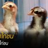 การดูแลลูกไก่ชน