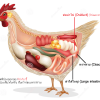 การออกไข่ของไก่