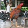 วิธีเลือกซื้อไก่ชนตีเก่ง ลักษณะไก่ชนที่มีความโดดเด่นเฉพาะตัว